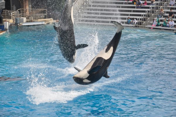 Two orcas are leaping out of a pool, with spectators watching from tiered seating in the background.